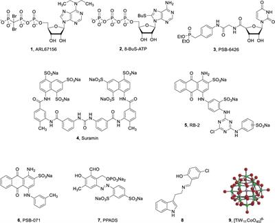 Development of Anthraquinone Derivatives as Ectonucleoside Triphosphate Diphosphohydrolase (NTPDase) Inhibitors With Selectivity for NTPDase2 and NTPDase3